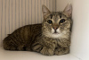 Photos supplémentaires: Un doux chat tigré, le chaton Shprotya, est à la recherche d'un foyer et d'une