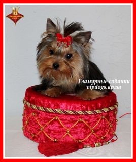 Photo №1. yorkshire terrier - à vendre en ville de Kiev | 2500€ | Annonce №6235