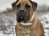 Photos supplémentaires: Chiots Boerboel Mastiff sud-africains