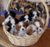 Photo №1. cavalier king charles spaniel - à vendre en ville de Quinyambie | négocié | Annonce №51481