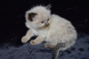 Photos supplémentaires: Chatons Ragdoll de race pure disponibles pour les foyers aimants