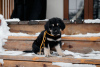 Photo №4. Je vais vendre buryat wolfhound mongol en ville de Voronezh. annonce privée - prix - 493€