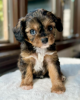 Photo №1. cavalier king charles spaniel - à vendre en ville de Торонто | négocié | Annonce №113164