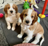 Photo №1. welsh springer spaniel - à vendre en ville de Narva | négocié | Annonce №127411