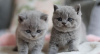 Photo №1. british shorthair - à vendre en ville de Munich | 260€ | Annonce № 103779