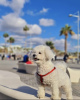 Photo №3. Terrier blanc des Highlands de l'Ouest. USA