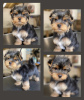 Photos supplémentaires: Chiots Yorkie en bonne santé à vendre