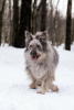 Photos supplémentaires: Un beau chien entre de bonnes mains.