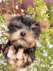 Photos supplémentaires: Chiot Yorkie au visage de bébé