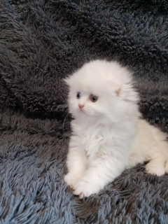 Photo №4. Je vais vendre scottish fold en ville de Kostroma. annonce privée - prix - 374€