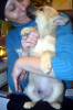 Photo №2 de l'annonce № 9323 de la vente chien bâtard - acheter à Fédération de Russie annonce privée