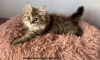 Photo №1. british longhair - à vendre en ville de Vilnius | négocié | Annonce № 103334