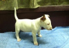 Photo №1. bull terrier - à vendre en ville de Güstrow | 390€ | Annonce №119044