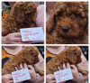 Photo №1. chien bâtard - à vendre en ville de New york | 828€ | Annonce №66755
