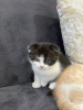 Photo №2 de l'annonce № 20225 de la vente scottish fold - acheter à Turquie annonce privée