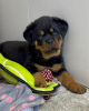 Photo №1. rottweiler - à vendre en ville de Антверпен | Gratuit | Annonce №116293