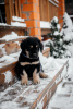 Photo №2 de l'annonce № 80869 de la vente buryat wolfhound mongol - acheter à Fédération de Russie annonce privée
