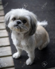 Photo №1. shih tzu - à vendre en ville de Флорида Сити | négocié | Annonce №9233