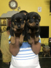 Photo №4. Je vais vendre rottweiler en ville de Wakeley. annonce privée - prix - 549€