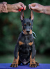 Photos supplémentaires: Chiots Dobermann