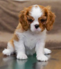 Photo №1. cavalier king charles spaniel - à vendre en ville de Berlin | 1000€ | Annonce №95860