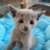 Photo №3. Chatons bleus russes à vendre Business WhatsApp 37256062792. La finlande