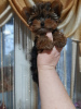 Photo №1. yorkshire terrier - à vendre en ville de Антверпен | 650€ | Annonce №30034