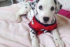 Photo №1. dalmatien - à vendre en ville de Berlin | Gratuit | Annonce №126926