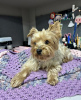 Photo №4. Je vais vendre yorkshire terrier en ville de New york. annonce privée, éleveur - prix - 284€