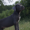 Photo №1. cane corso - à vendre en ville de Лида | 532€ | Annonce №11097