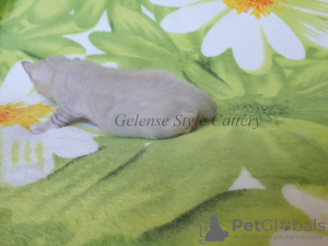 Photo №3. Bengal cat 2, couleur n24 33. Fédération de Russie