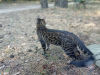 Photos supplémentaires: Accouplement de chat du Bengale