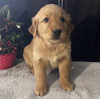 Photo №2 de l'annonce № 105249 de la vente golden retriever - acheter à USA annonce privée, éleveur