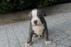 Photo №4. Je vais vendre american bully en ville de Poznan. annonce privée, éleveur - prix - négocié