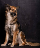 Photo №2 de l'annonce № 8602 de la vente chien bâtard - acheter à Fédération de Russie annonce privée