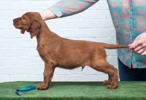 Photos supplémentaires: Chiots Setter Irlandais