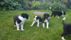 Photo №3. Adorable border collie disponible. La Grande-Bretagne