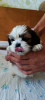 Photos supplémentaires: Vendre Tsutsenya Shih Tzu