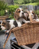 Photo №1. beagle - à vendre en ville de Birgu | négocié | Annonce №78472