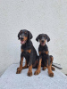 Photo №1. dobermann - à vendre en ville de Kikinda | négocié | Annonce №121579