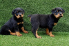 Photos supplémentaires: Chiots Rottweiler disponibles