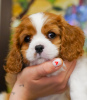 Photo №3. Douce fille Cavalier King Charles Spaniel Amélie. Allemagne