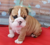 Photo №1. bulldog anglais - à vendre en ville de Perth | 426€ | Annonce №80053