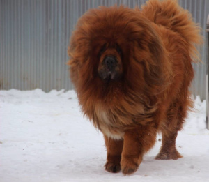 Photos supplémentaires: Mastiff tibétain. Chiots