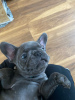 Photo №4. Je vais vendre bouledogue en ville de Berlin. annonce privée - prix - 450€