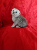 Photo №1. scottish fold - à vendre en ville de Kharkov | 78€ | Annonce № 11599