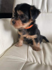 Photo №1. yorkshire terrier - à vendre en ville de Los Angeles | 426€ | Annonce №66421