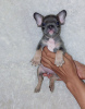 Photos supplémentaires: CHIOTS BOULEDOGUE FRANÇAIS À VENDRE MANILLE ,09457024296 CHIENS