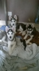 Photo №1. husky de sibérie - à vendre en ville de Magadan | 423€ | Annonce №13453