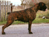 Photo №3. chiot boxer allemand. Biélorussie